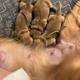 Boy 1 - Dark golden male Golden Retriever puppy in Payette, Idaho from Stonewick Retrievers