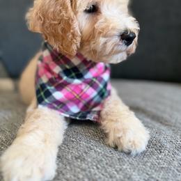 Pink - Cream female Goldendoodle puppy in Spring, Texas from The Doodle Den