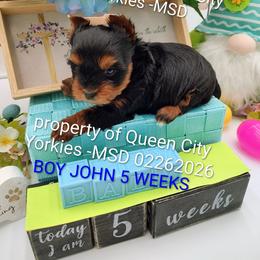 John - Black and tan male Yorkshire Terrier puppy in Charlotte, North Carolina from Queen City Yorkies