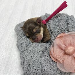 Kitt - Liver female Miniature Schnauzer puppy in Huntington, Utah from Schnauzers on Robinson Lane