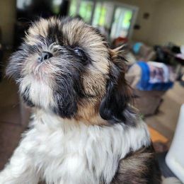 Shih Tzu Puppies from Wandering Tzu