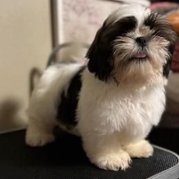 Astro - Gold and white male Shih Tzu puppy in Tacoma, Washington from Alki Stars Shih Tzu