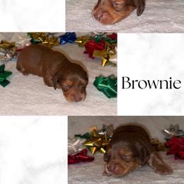 Brownie - Chocolate and tan male Dachshund puppy in Saint Paul, Minnesota from Vibrant Eyes Doxies
