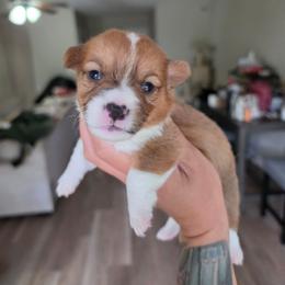 Isabela - Sable and white female American Corgi puppy in Tallahassee, Florida from Koko's Korgis