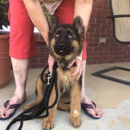 "“I love you Mommy!”" German Shepherd Puppies from PrizePups.com