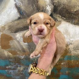 Male 4 - Blenheim female Cavapoo puppy in Fayetteville, Arkansas from Silver Hill Farm
