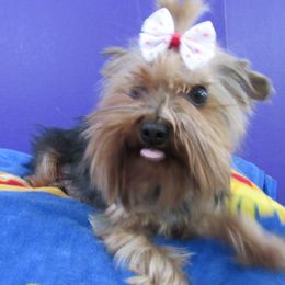 ANNIE - Yorkshire Terrier
