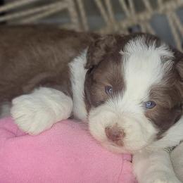 Lilly - Brown and white female Aussiedoodle puppy in Lincoln, California from Pasta Puppies Doodles
