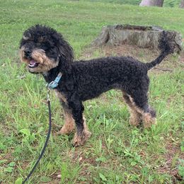 Mazze - Poodle