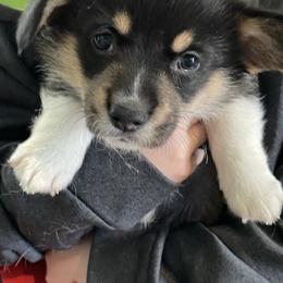 Pembroke Welsh Corgis from Veronica's Pembroke Welsh Corgis