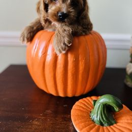 Cockapoo and Goldendoodle Puppies from Bright and Beautiful Cockapoos and Doodles