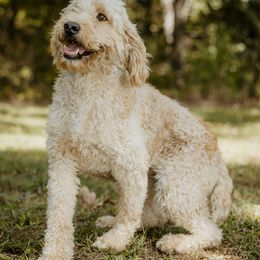 Sophie - Goldendoodle