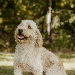 Sophie - Goldendoodle