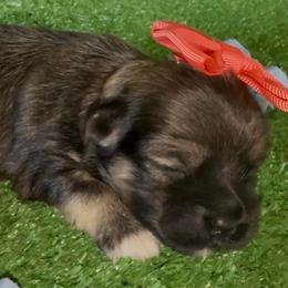 Zoey - AKC - Chocolate brindle female Havanese puppy in Verden, Oklahoma from Holcombs Puppy Ranch