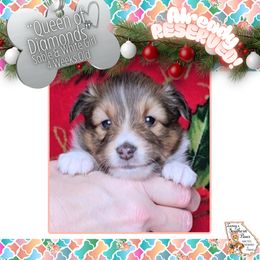 Girl 3 - Queen of Diamonds - Sable and white female Shetland Sheepdog puppy in Elberton, Georgia from Ioney's Southern Paws Shelties, Frenchies, and Yorkies