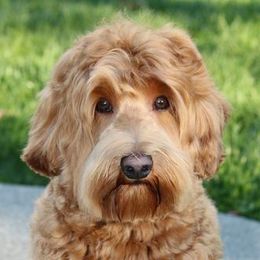 Bodhi - Australian Labradoodle