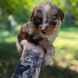 Falcon - Red merle male Australian Shepherd puppy in London, Kentucky from Kenmont Kennels