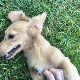 Dachshund puppies from Magnolia Kennels