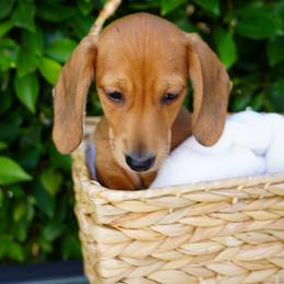 Dodger - Red male Dachshund puppy in Temecula, California from Naomi Magee's Dachshund Kennel