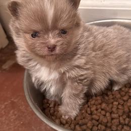 Trever - Lavender male Pomsky puppy in Bucyrus, Missouri from Hill Top Pomskies