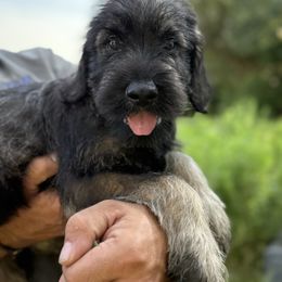 Lucien - Pepper and salt male Giant Schnauzer puppy in Goodrich, Texas from Silver Creek Giant Schnauzers