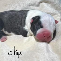Boy 2 - Seal brown male American Pit Bull Terrier puppy in Nine Mile Falls, Washington from Bartin Kennels