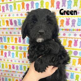 Goldendoodle Puppies from HappyHazelDoodles