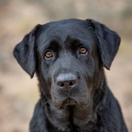 Stormy - Labrador Retriever