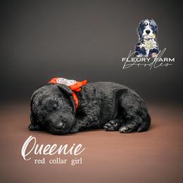 Queenie - Black female Whoodle puppy in Knoxville, Tennessee from Fleury Farm Doodles TN