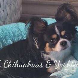 Chihuahuas and Yorkshire Terriers from PWA Chihuahuas & Yorkies