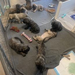 Cockapoo and Mastiff Puppies from SMC Mastiffs / Muddy Boots Doodles