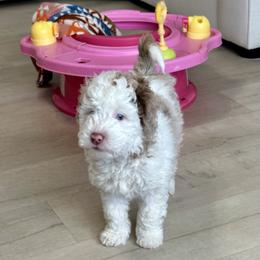 Todd - Red merle male Aussiedoodle puppy in Charlestown, Indiana from Forever Aussies and A Doodle