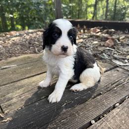 Rossi - Black white and tan female English Springer Spaniel puppy in Comer, Georgia from Stratton Spaniels