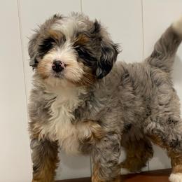 Arabella - Blue merle female Bernedoodle puppy in Apple Creek, Ohio from Kathryn Troyer