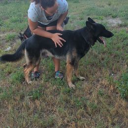 JASPER - Boston Terrier