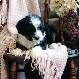 Fuego - Tri-color male Bernedoodle puppy in Grove, Oklahoma from Grand Lake Poodles & Doodles