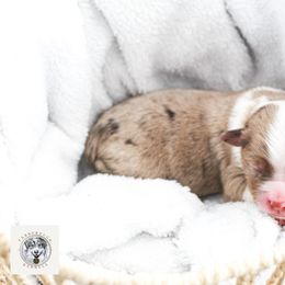 Miniature Australian Shepherd Puppies from Yarborough Kennels