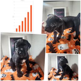 Suspect (Black) - Black male Cane Corso puppy in Manitowoc, Wisconsin from Sinner & Saint Cane Corso