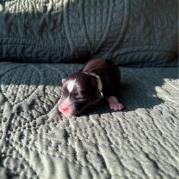 Moss - Black tri female Toy Australian Shepherd puppy in Quincy, Michigan from Ivy Meadows and Friends