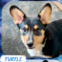 Turtle - Black and white male American Corgi puppy in Fort Worth, Texas from King of Hearts Corgis