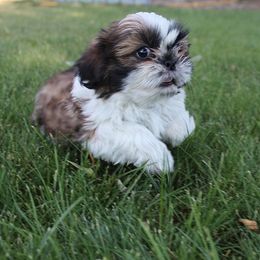 Boy 2 - Gold and white male Shih Tzu puppy in Craig, Colorado from Rocky Mountain Shih Tzus and Dry Creek Miniature Dachshunds