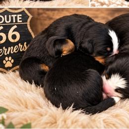 Bernedoodles, Bernese Mountain Dogs, Goldendoodles, and Shihpoos from Route 66 Poodles & Doodles, Sapphire Shih-tzu's of Ohio