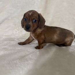 Boy - Dapple male Dachshund puppy in Ponce De Leon, Florida from Brittany Corbin
