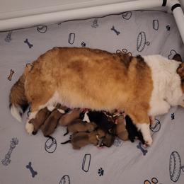 Tri boy with dot - Black and tan male Pembroke Welsh Corgi puppy in Purcellville, Virginia from Rhone River Farm Pembroke Welsh Corgis