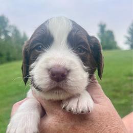 Blue collar - White and liver male English Springer Spaniel puppy in Sterling, Michigan from Springerdoodles In MI
