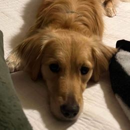 Goldendoodle All Grown Up from Lazy Dayz Doodles