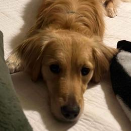 Goldendoodle All Grown Up from Lazy Dayz Doodles