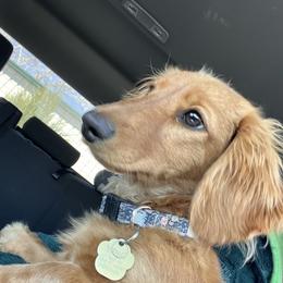 Darby - Dachshund