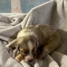 Messmer (Yaybahar) - Dilute blue male Australian Shepherd puppy in Bennett, Colorado from Alolan Angel Aussies