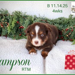 Sampson - Red tri male Miniature Australian Shepherd puppy in Madisonville, Texas from Flying LL Aussies